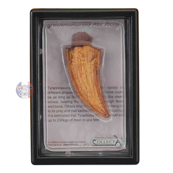 Mô hình hoá thạch răng nanh khủng long T-Rex hãng CollectA 89358