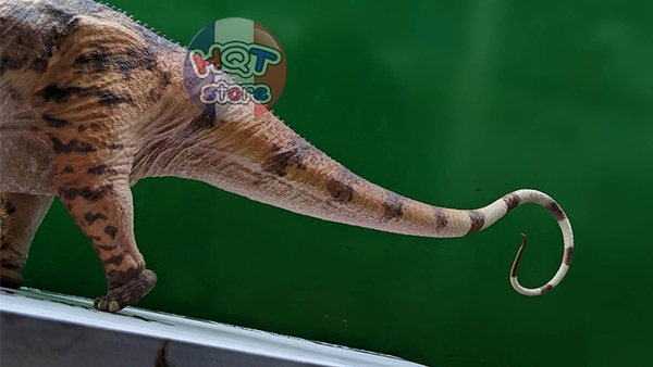 Mô hình Khủng Long Apatosaurus Haolonggood GR Toys tỉ lệ 1/35