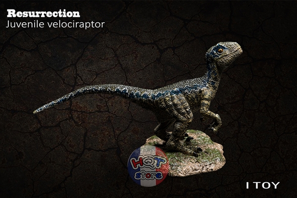 Mô hình khủng long Velociraptor iToy Baby Blue Beta tỉ lệ 1/35