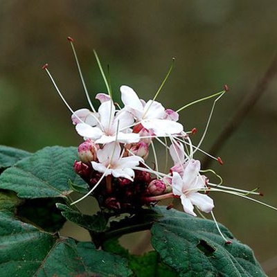 Cây bạch đồng nữ