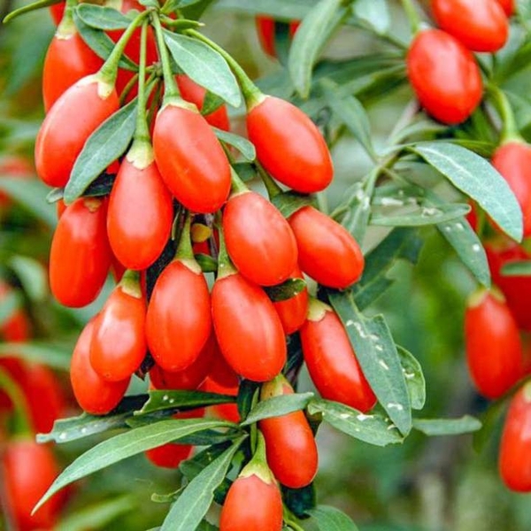 KỶ TỬ TÂY TẠNG KỶ TỬ TÂY TẠNG