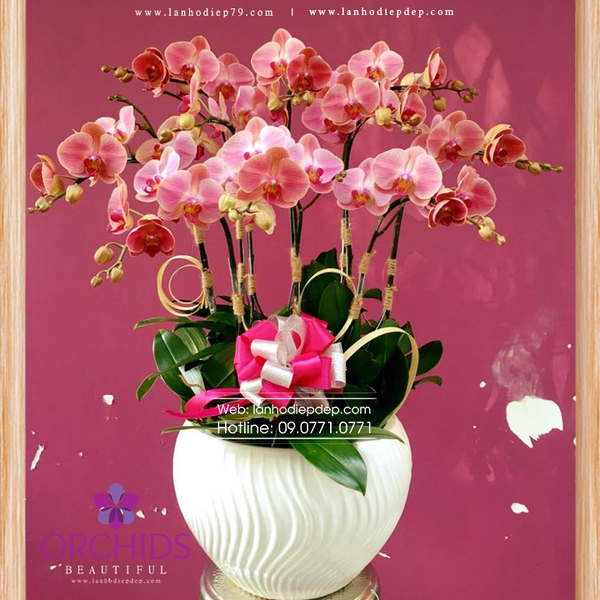 Chậu lan hồ điệp 9 cành hoa màu cam được thiết kế ấn tượng bởi màu sắc tươi tắn của hoa và phụ kiện
