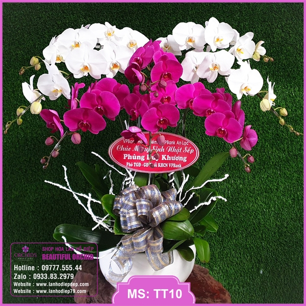 Chậu Hoa Lan Hồ điệp Trắng Tim 8 Canh Tt10