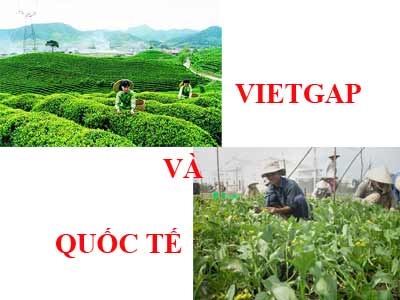 Ứng dụng VIETGAP trong nền Nông Nghiệp Việt Nam