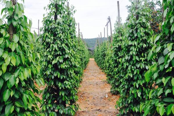 Tham quan Vườn Tiêu Phú Quốc