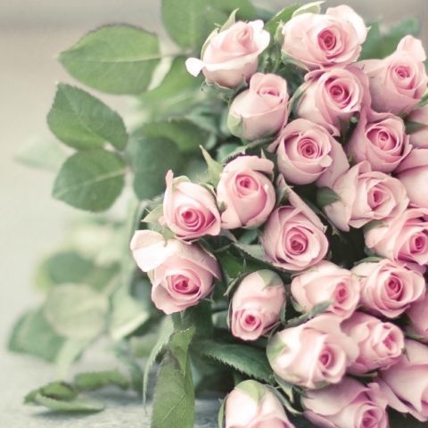 gallery-1428337502-54ff702921f0b-4-pink-roses-meaning-de-1434971352958-0fc1e0c3-0b6d-43f9-9a17-c035ccb4c83f.jpg