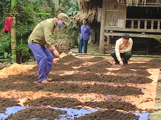 Kỹ thuật nuôi giun quế