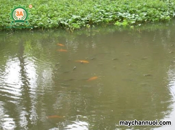 Ưu điểm lớn của máy chế biến thức ăn cho cá hiện nay