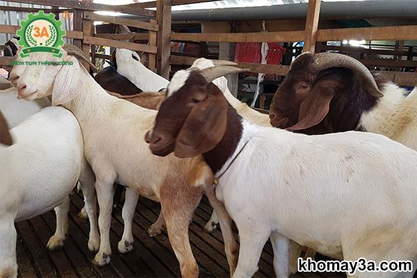 Máy băm cỏ cho dê - giải pháp chăn nuôi hiệu quả