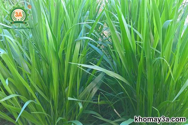 Trồng Cỏ Nuôi Bò – Giải Pháp Hiệu Quả và Mang Lại Lợi Nhuận Lâu Dài