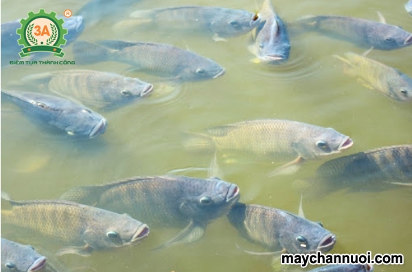 Cách nuôi cá rô phi thương phẩm