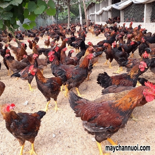 Máy chế biến thức ăn chăn nuôi: Công nghệ hiện đại giúp nuôi gà lấy thịt hiệu quả