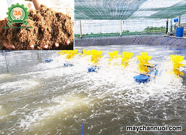 Cách ủ bã mía nuôi tôm mang lại hiệu quả kinh tế cao