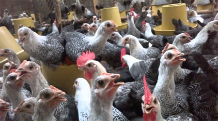 Kỹ thuật nuôi gà Ai Cập siêu trứng