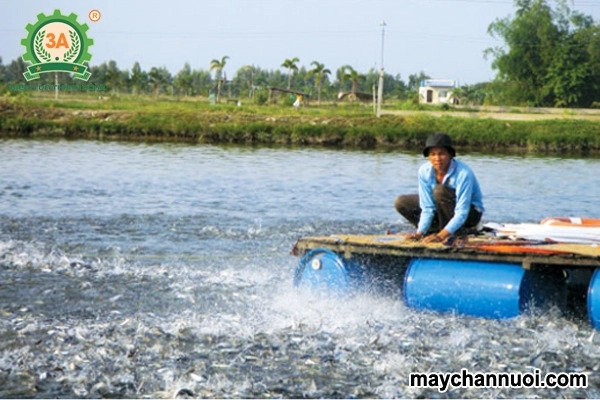 Giải pháp tối ưu cho quy trình nuôi hiện nay