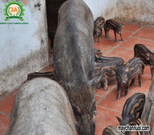 Kỹ thuật nuôi lợn rừng sinh sản