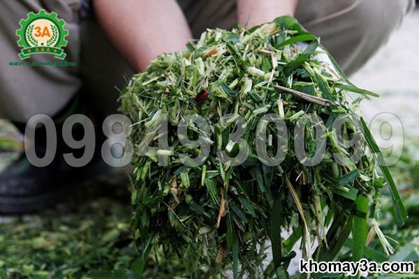 Vì sao máy băm cỏ đa năng 3A là lựa chọn hàng đầu cho các trang trại chuyên nghiệp?