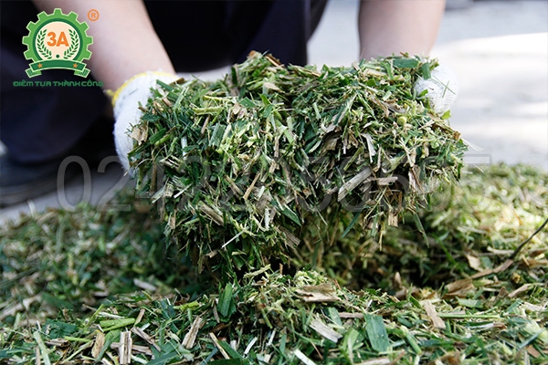 Từ vườn đến chuồng: Bí quyết biến cỏ tươi thành thức ăn giàu dinh dưỡng nhờ máy xay cỏ cho bò