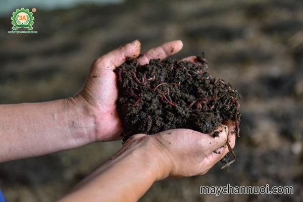 Bí Quyết Cho Mô Hình Nuôi Giun Quế Hiệu Quả