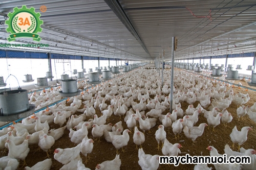 Các loại thức ăn nuôi gà công nghiệp