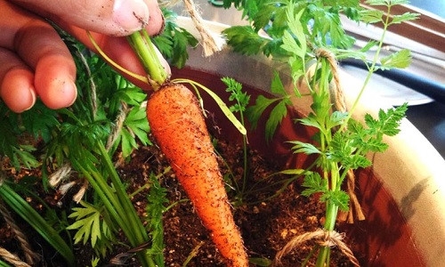 trồng cà rốt trong nhà