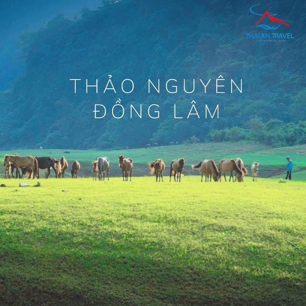 DU LỊCH THẢO NGUYÊN ĐỒNG LÂM (1 NGÀY)