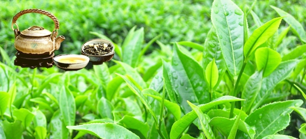 Thế giới trà