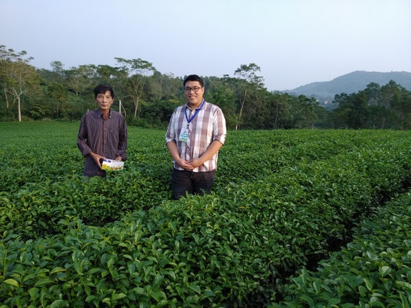 GoldTech đồng hành cùng nông dân trồng chè tại Tuyên Quang