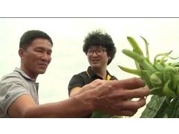 Sản phẩm GOLDTECH cho cây thanh long - Bình Thuận
