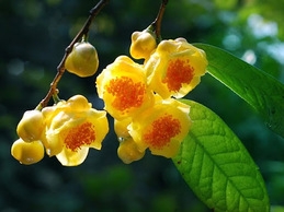 Những đặc điểm về cây trà hòa vàng