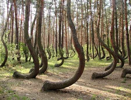 Bí ẩn “khu rừng quanh co” tại Ba Lan