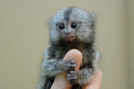 Loài khỉ chỉ nhỏ bằng ngón tay