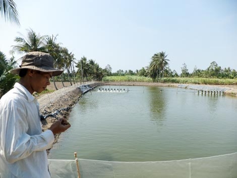 Ngành điện lực cần quan tâm cung cấp điện cho người nuôi tôm