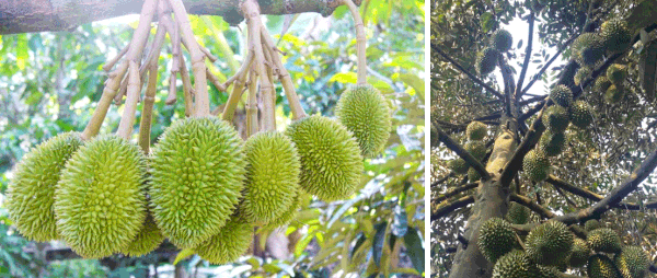 Nguyên nhân và giải pháp đặc trị bệnh vàng lá, khảm lá, xoăn đọt trên sầu riêng
