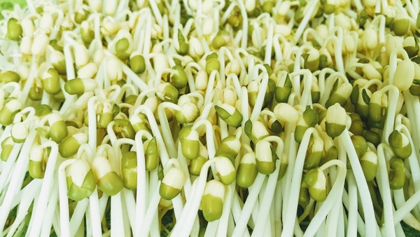 Kỹ thuật làm giá đỗ sạch, chống thối nhún cho giá đỗ và rau mầm