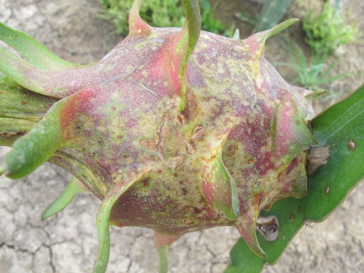 Chế phẩm sinh học phòng trị bệnh đốm nâu: Cứu cánh cho người trồng thanh long