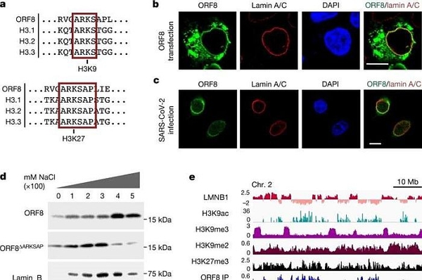 Virus SARS-CoV-2 được phát hiện bắt chước một protein đóng gói ADN, ngăn cản quá trình phiên mã