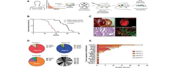 Nghiên cứu xác định được hai gen đóng vai trò quan trọng trong ung thư tuyến tụy