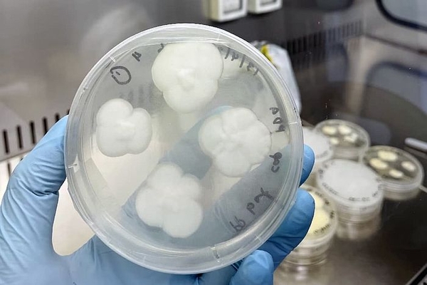 Nấm “ăn” nhựa có thể giải quyết vấn đề ô nhiễm polypropylene