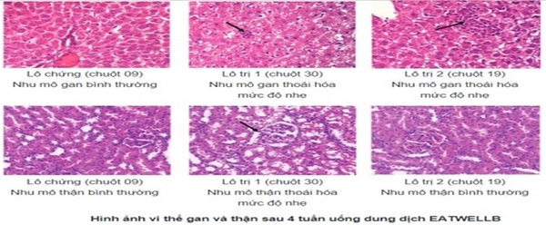 Nghiên cứu độc tính cấp và bán trường diễn của dung dịch uống EATWELLB trên động vật thực nghiệm
