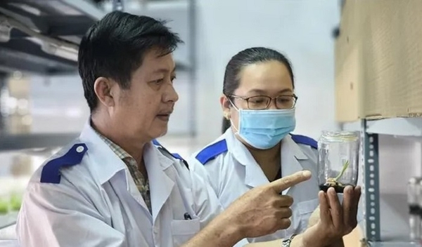 Nhân giống dừa thành công bằng phương pháp nuôi cấy mô từ đỉnh sinh trưởng