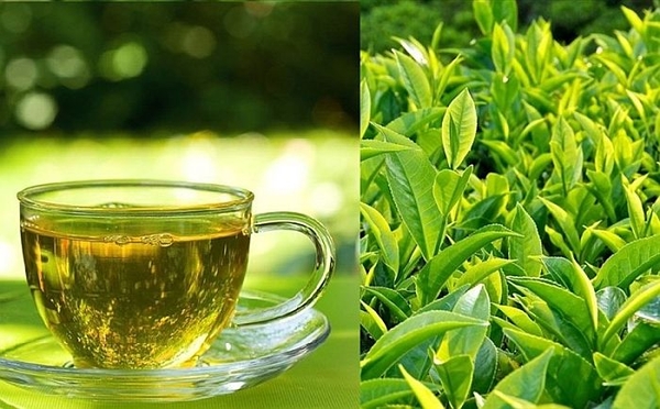 Chiết xuất EGCG trong trà xanh