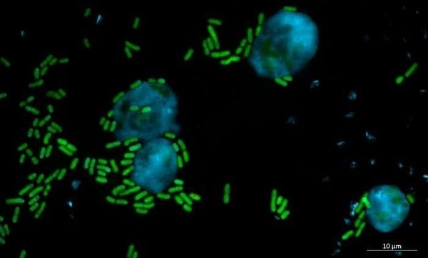 Hoạt chất mới từ vi khuẩn có thể bảo vệ thực vật