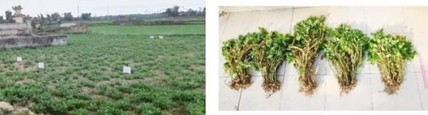 Cải tạo đất nông nghiệp hiệu quả nhờ hai chế phẩm sinh học mới