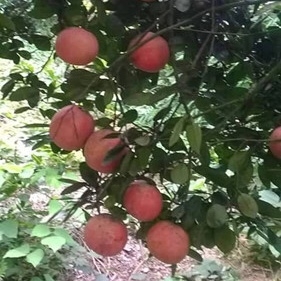 Bưởi Tiến Vua Công ty Cổ phần giống cây trồng Nông Nghiệp