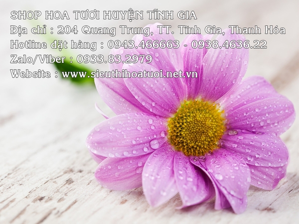 Cửa hàng kinh doanh hoa tươi huyện Tĩnh Gia - Thanh Hóa