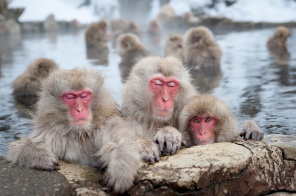 Văn hóa tắm suối nóng Onsen của Nhật Bản
