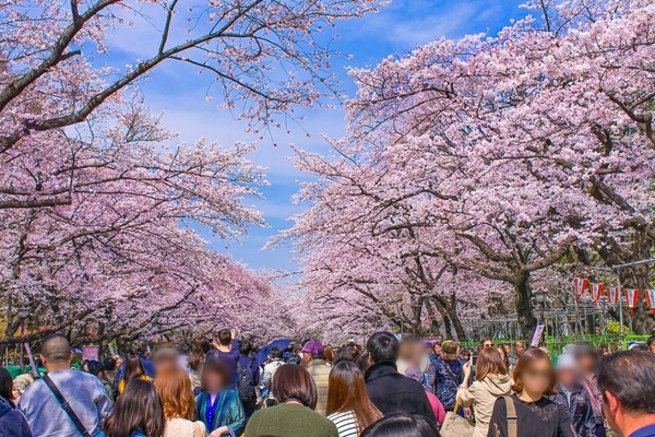 Tour hoa Anh Đào tuyến đường vàng từ Osaka --> Kobe --> Kyoto --> Nagoya --> Phú sĩ --> Tokyo --> Vietnam. (6 Ngày 5 Đêm)