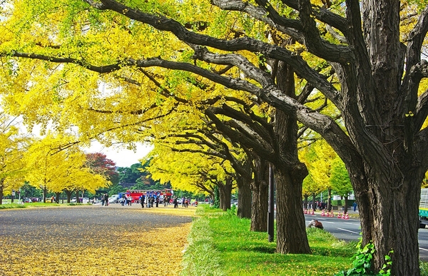 Tour mùa thu lá đỏ Nikko + Tokyo + Núi Phú Sĩ. (4 Ngày 3 Đêm)