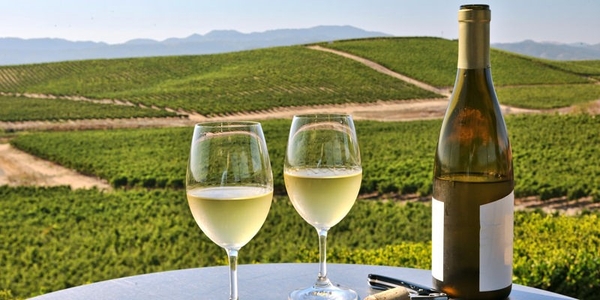 Có nên ướp lạnh Chardonnay không?